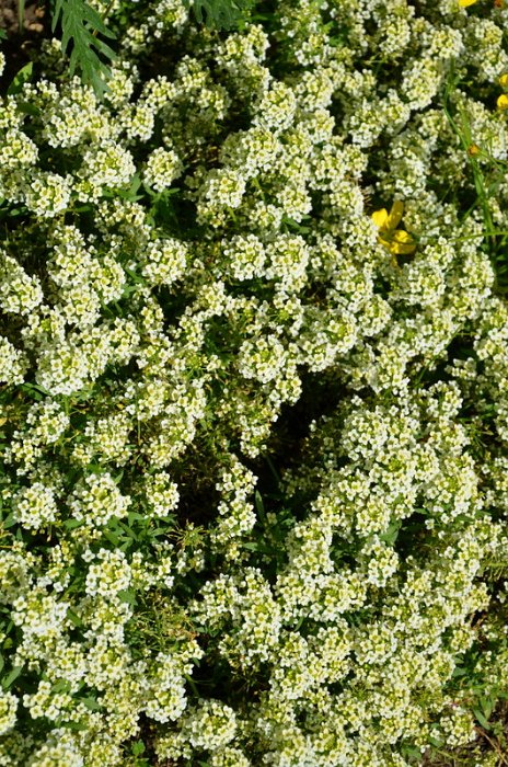 Lobularia maritima 'Wonderland jaune citron' (2)